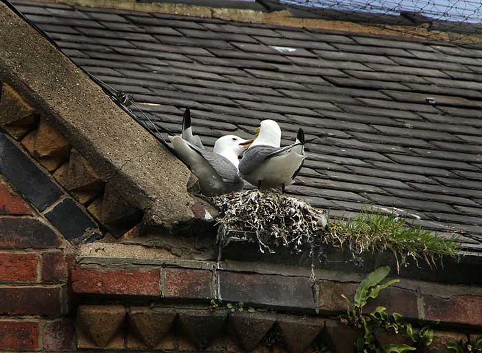 Nesting Birds