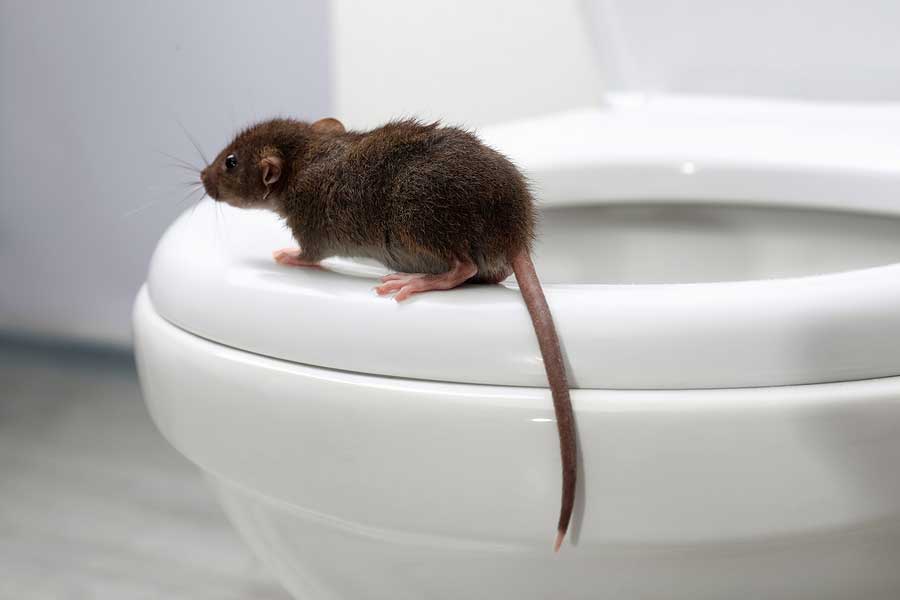 How to Get Rid of Mice - Eliminate Relentless Rodents From Your Home